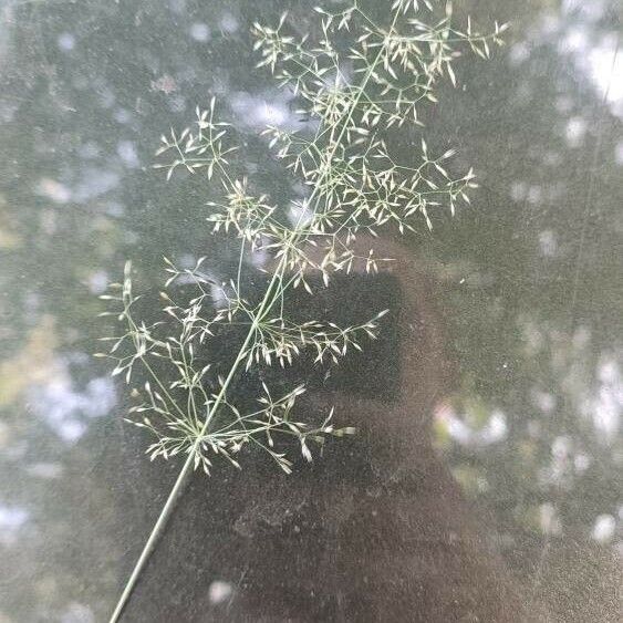 Agrostis capillaris Flors