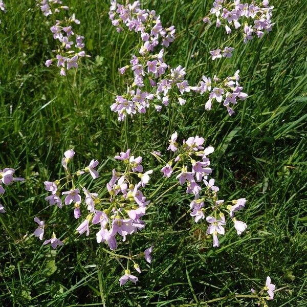 Cardamine pratensis Žiedas