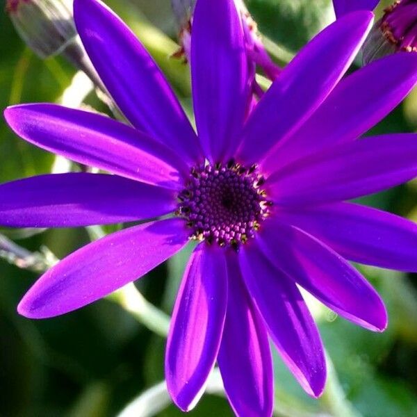 Pericallis lanata Blomma