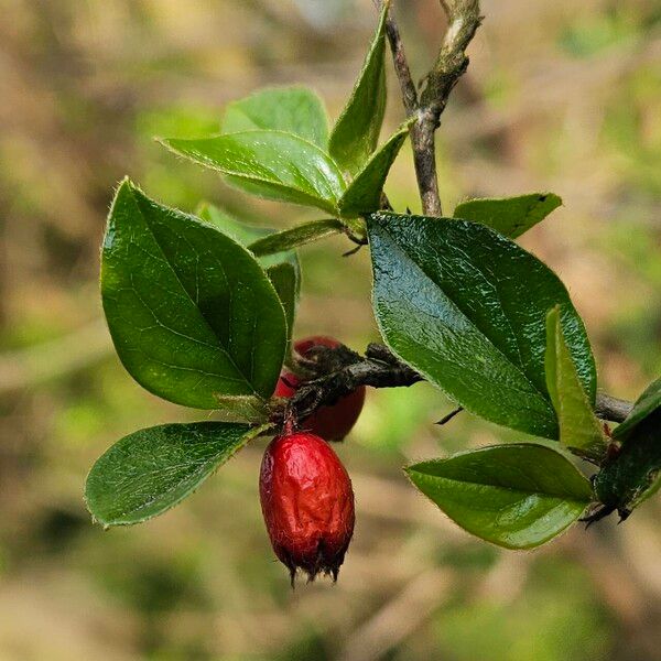 Cotoneaster simonsii Fruchs