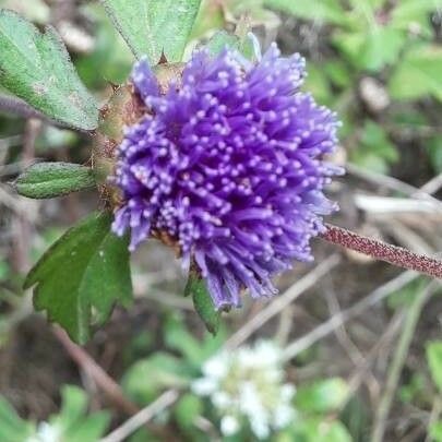 Centratherum punctatum Blomma