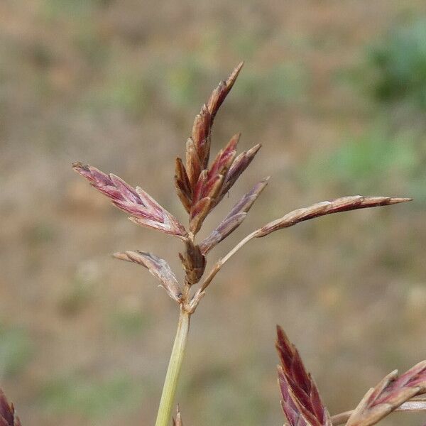 Cyperus rotundus Virág