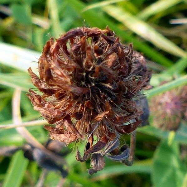 Trifolium pratense Fruit