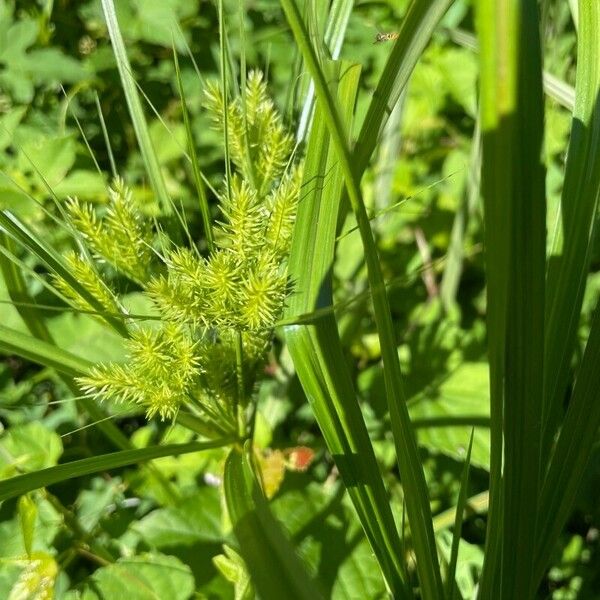 Cyperus strigosus Φύλλο