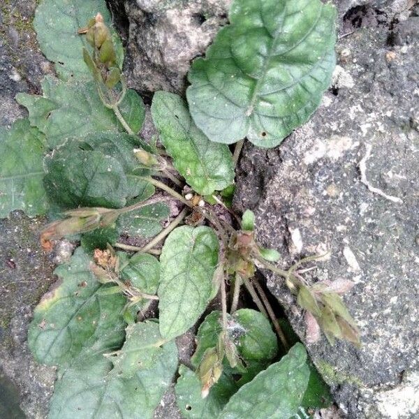 Strobilanthes reptans Цвят