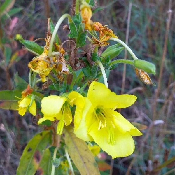 Oenothera biennis Flower