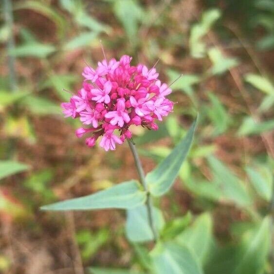 Valeriana rubra Blomst