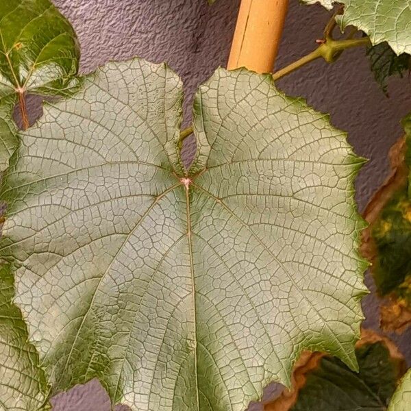 Vitis coignetiae Blad