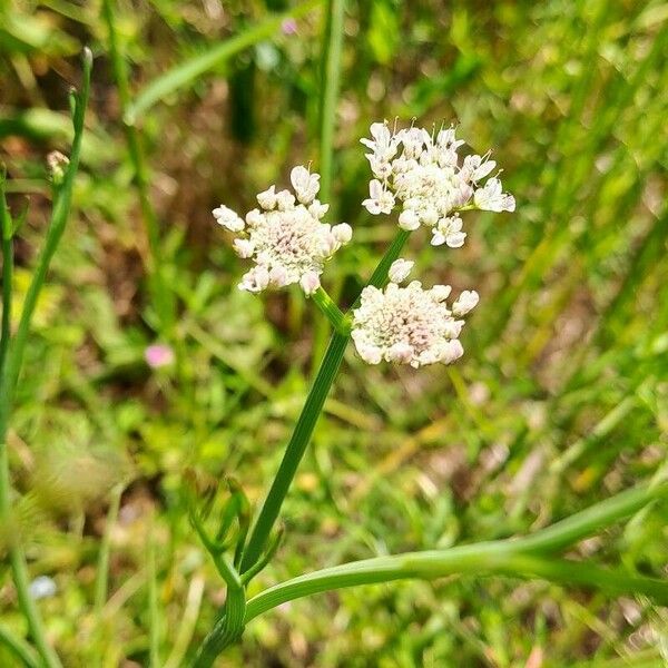 Oenanthe fistulosa Fleur