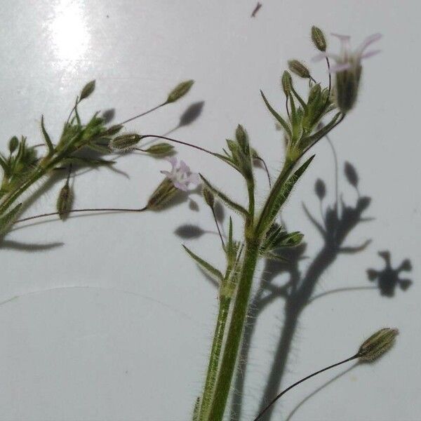 Gypsophila pilosa Прочее