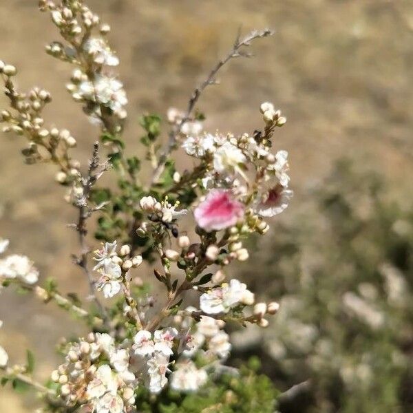 Atraphaxis spinosa 花