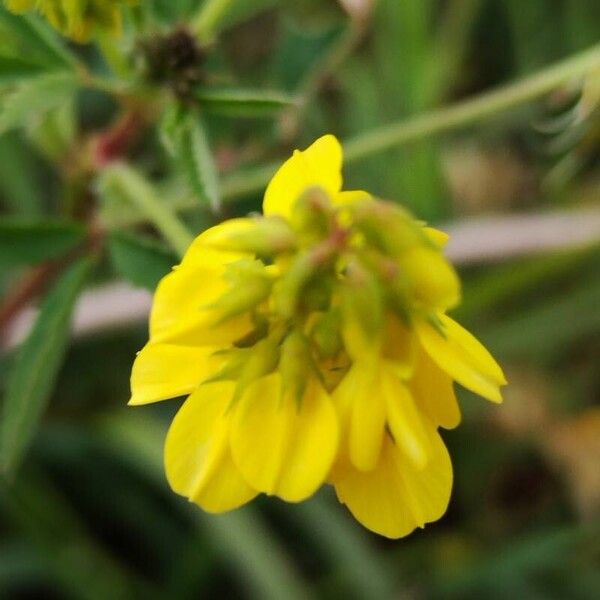 Trigonella esculenta പുഷ്പം