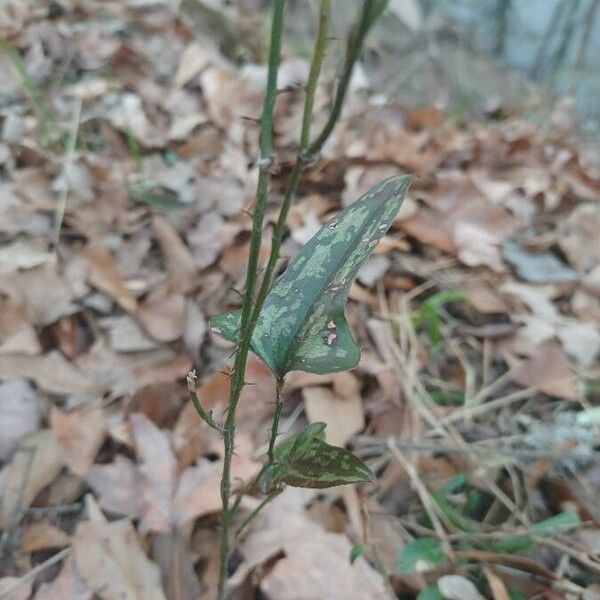 Smilax bona-nox Blad