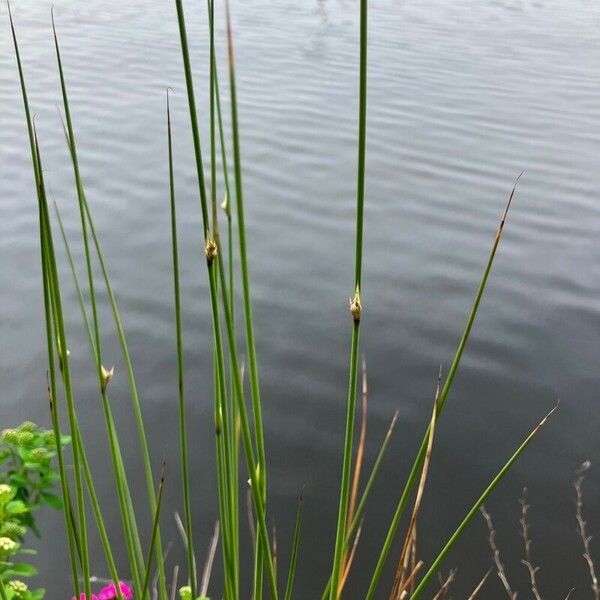 Juncus filiformis Flower