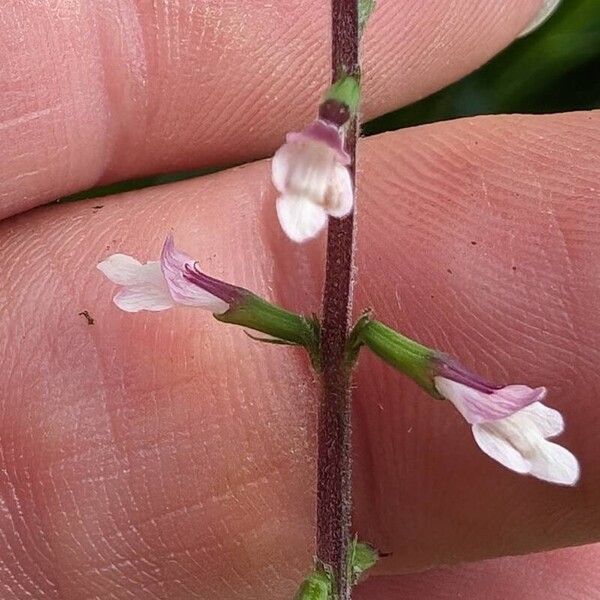 Phryma leptostachya Flower