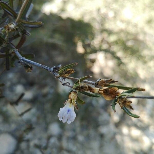 Salvia mellifera फूल