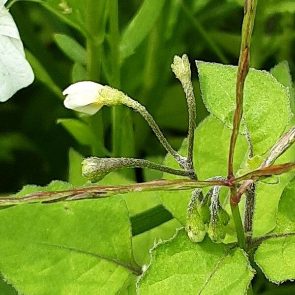 Gypsophila elegans Кветка