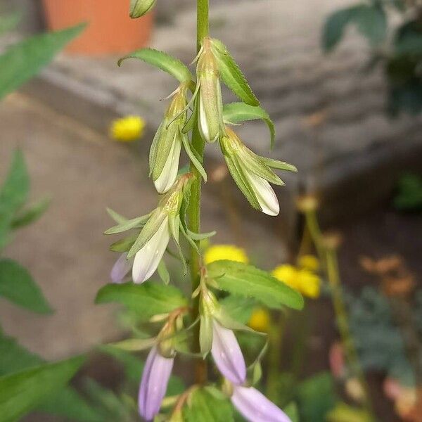 Campanula rapunculoides Floare