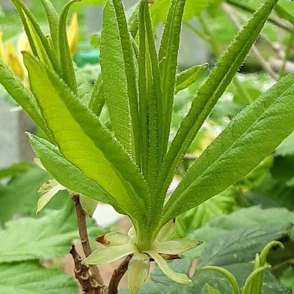 Rhododendron luteum Hoja