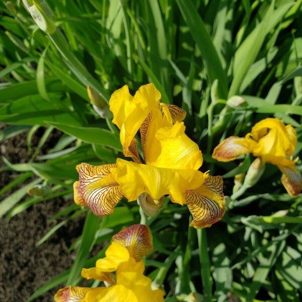 Iris variegata Flor