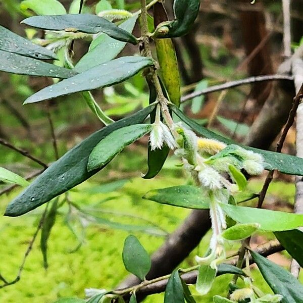 Persoonia mollis Leaf