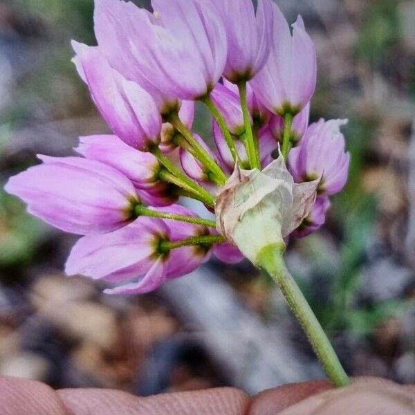 Allium roseum Flower