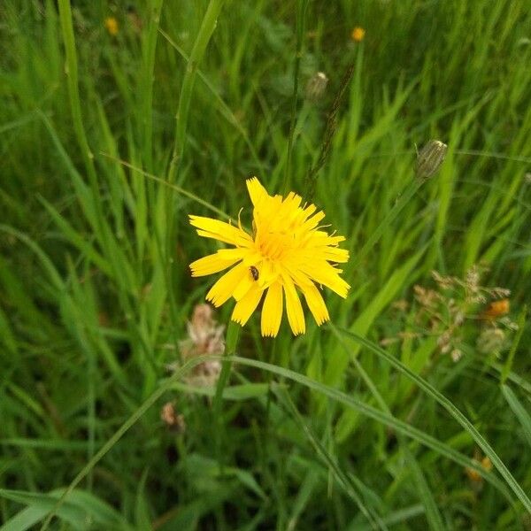 Scorzoneroides autumnalis Flor