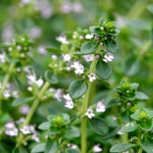 Thymus pulegioides Habit