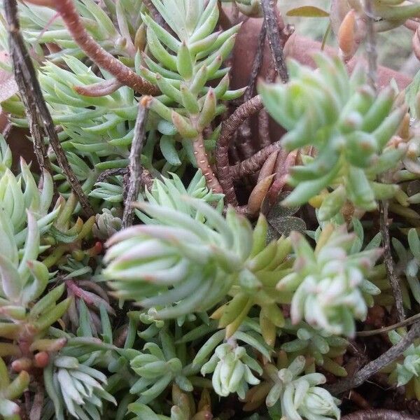 Petrosedum sediforme Deilen