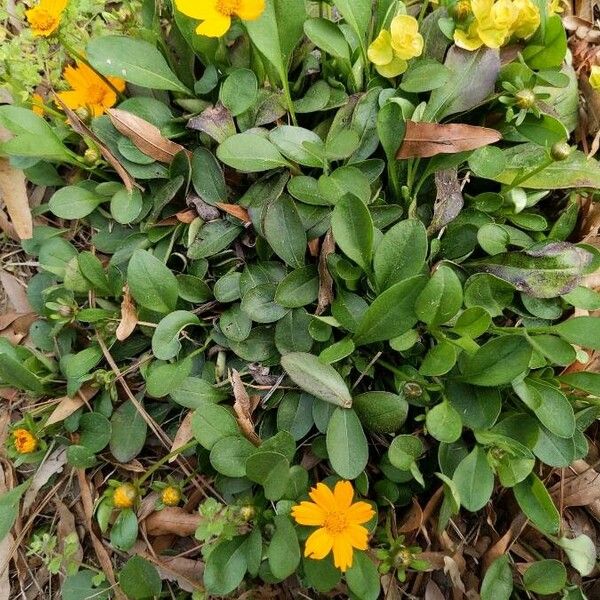 Coreopsis auriculata Leaf