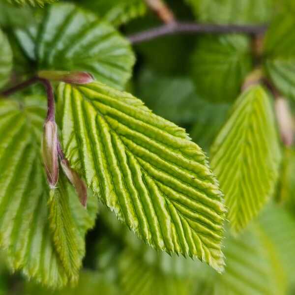 Carpinus betulus 葉