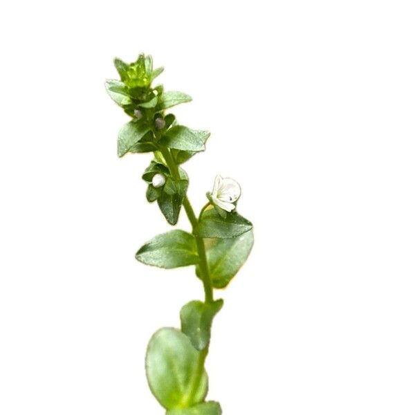 Veronica serpyllifolia Žiedas
