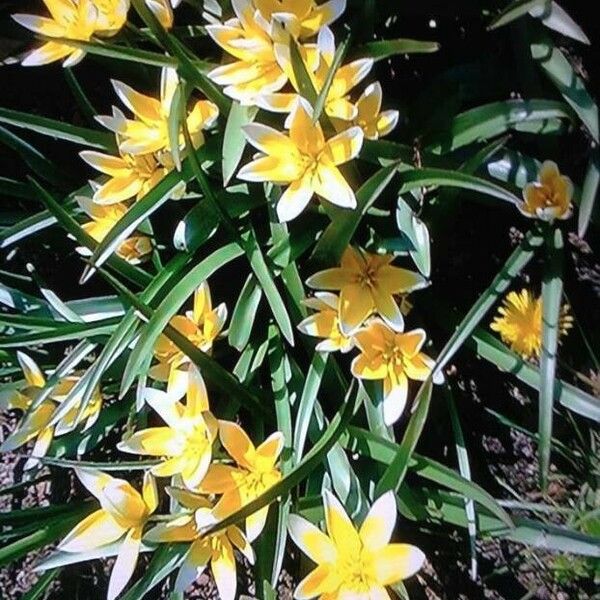 Tulipa sylvestris ᱛᱟᱦᱮᱸ