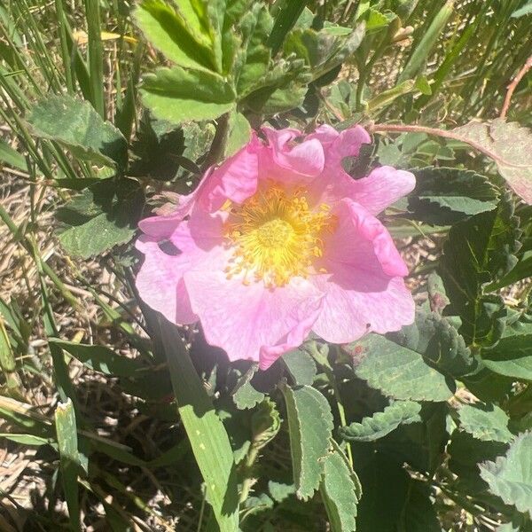 Rosa arkansana ফুল