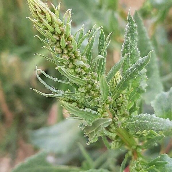 Dysphania ambrosioides Flower