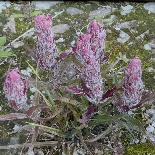 Castilleja parviflora 花