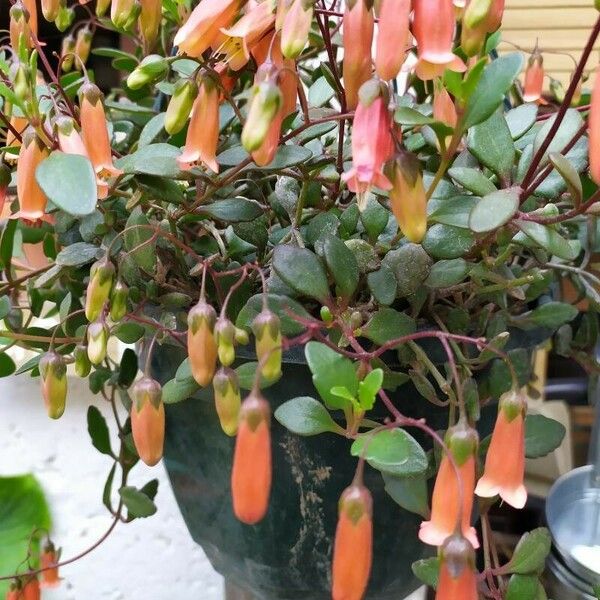 Kalanchoe manginii برگ