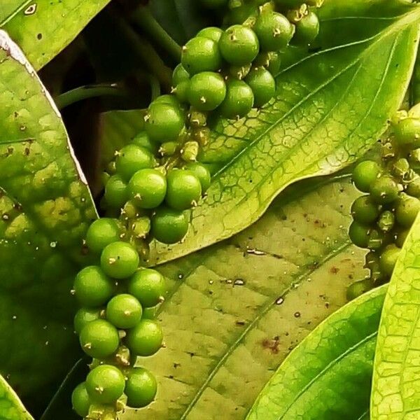 Piper nigrum Fruit