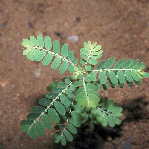 Phyllanthus amarus Levél