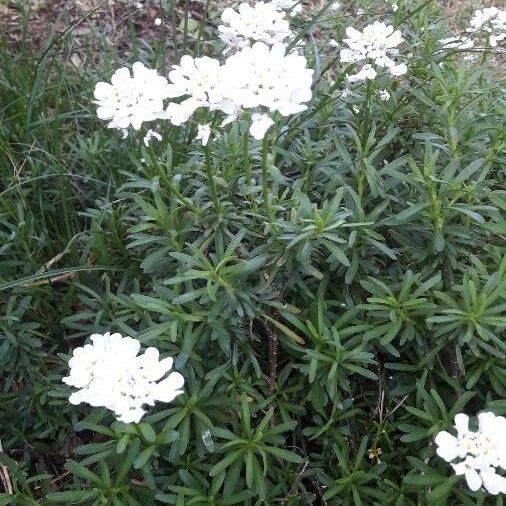 Iberis sempervirens Квітка