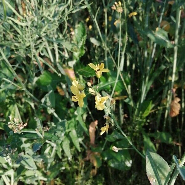 Brassica napus 花