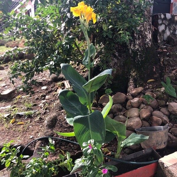 Canna × hybrida Habitus