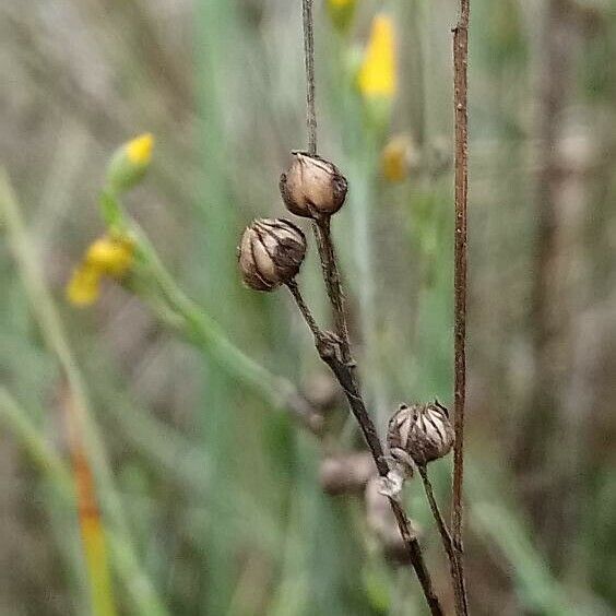 Linum maritimum Yeri