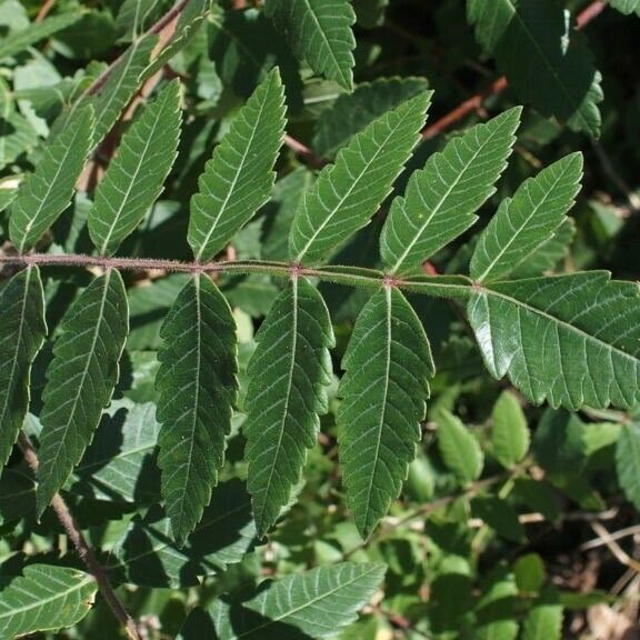 Rhus coriaria Leaf