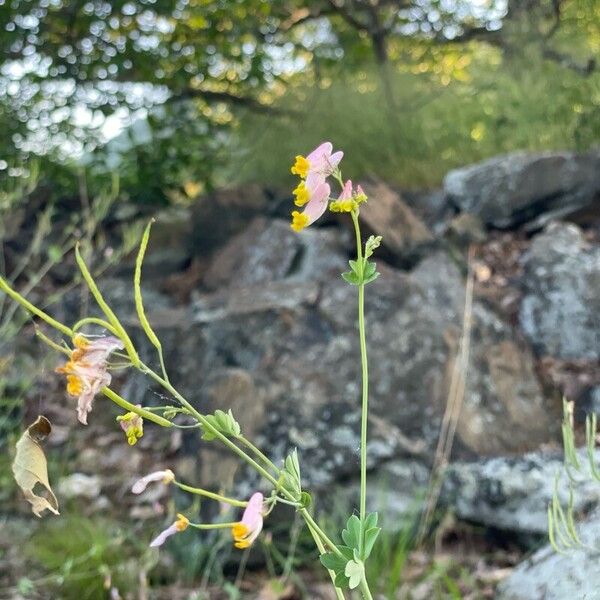 Capnoides sempervirens Žiedas