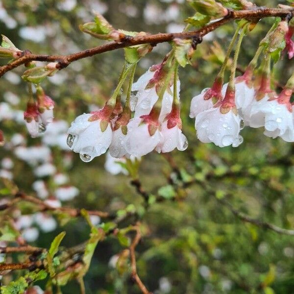 Prunus incisa Flower