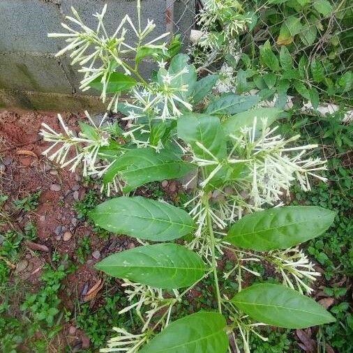 Cestrum nocturnum Liść