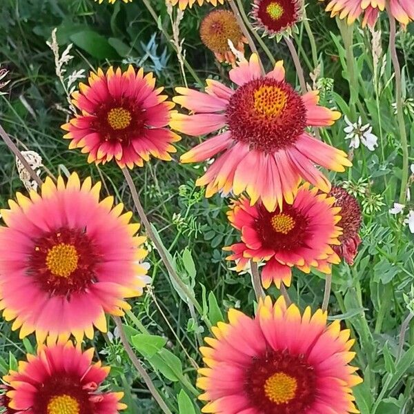 Gaillardia aristata 花