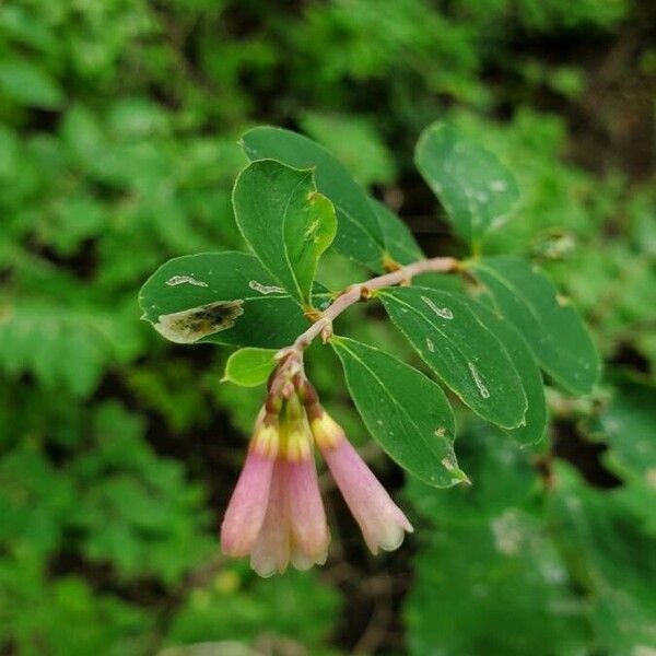 Symphoricarpos rotundifolius Flor