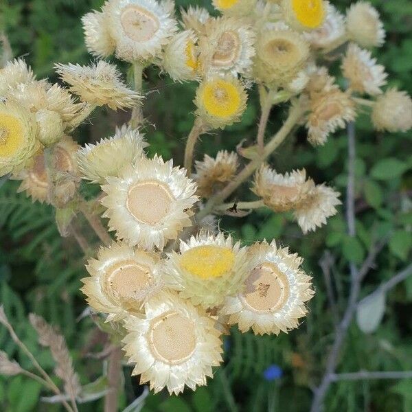 Helichrysum foetidum Flower